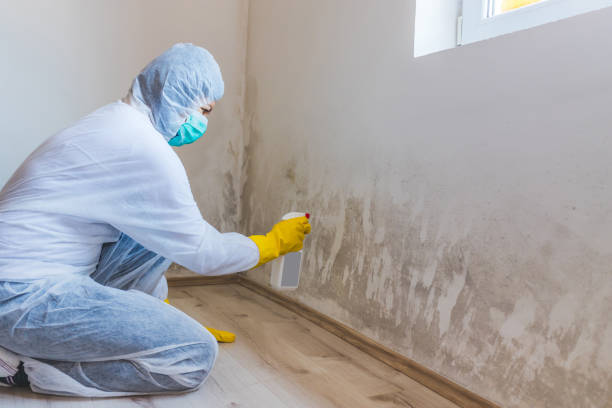 Best Forensic Mold Investigation  in Hoer, OK