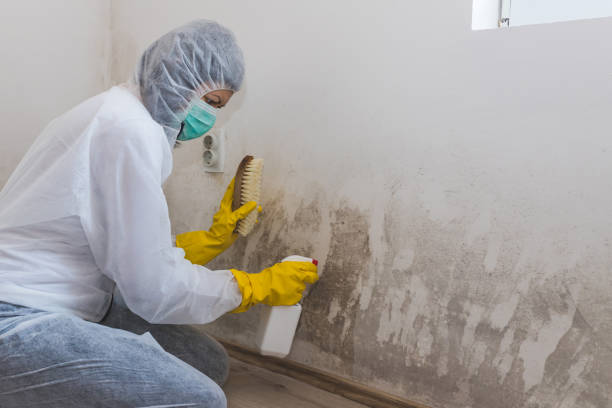 Best Asbestos and Lead Testing During Mold Inspection  in Hoer, OK