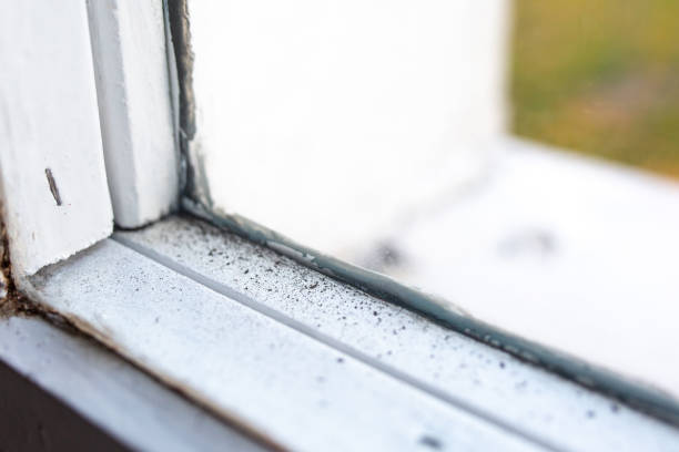 Environmental Consulting for Mold Prevention in Hooker, OK