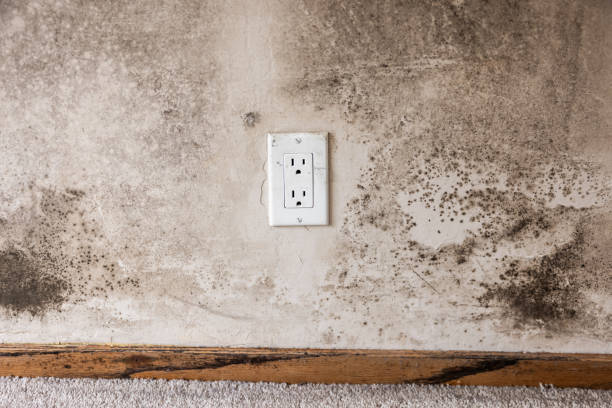 Best Environmental Consulting for Mold Prevention  in Hoer, OK